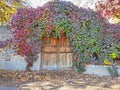 Wooden door covered with autumn vine