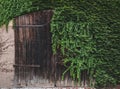 Old wooden door half covered with ivy Royalty Free Stock Photo