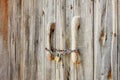 Old wooden door locked with rusty chain and padlock Royalty Free Stock Photo