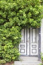 An old wooden door overgrown with ivy plant