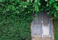 Old wooden door surrounded by vines Royalty Free Stock Photo