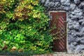 old wooden door in wall covered with green ivy Royalty Free Stock Photo