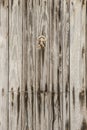 Old wooden door with wrought iron details Royalty Free Stock Photo