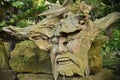 Old wooden face on roots, face in root, face from wooden Royalty Free Stock Photo