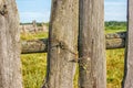 Old wooden fence closeup Royalty Free Stock Photo