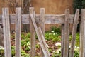 Old wooden fence detail with flowers on background Royalty Free Stock Photo