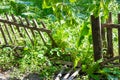 Old wooden fence. Hole in the fence. Broken fence.