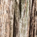 Old wooden fence made of rough and uncouth planks, darkened with age, in daylight