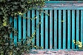 Old wooden fence with peeling blue paint and green plants growing on it on. Provincial town architecture. Close-up. Royalty Free Stock Photo