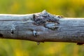 Old Wooden Fence Royalty Free Stock Photo