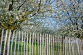 Old wooden fence protect cherry trees orchard Royalty Free Stock Photo