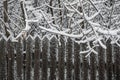 Old wooden fence. Snow on the branches of a tree