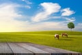 Old wooden floor beside green field on slope, tree and two horse with blue sky and clouds background Royalty Free Stock Photo