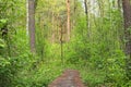 Old wooden footpath in a dense forest. Volyn region. Ukraine Royalty Free Stock Photo