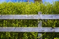 Old wooden grey fence covering green shrub bush in country side village. Good background Royalty Free Stock Photo