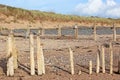 Wooden groynes on the beach