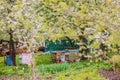 Old wooden hives on apiary among flowering cherries. Branches with white flowers in spring