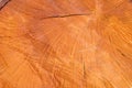 Old wooden holm oak tree cut surface. Detailed warm dark brown and orange tones of a felled tree trunk. Wooden texture