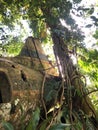 Old wooden house in Atherton Tableland with a long tree in Queensland, Australia