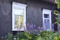 The old wooden house and garden plants in the village