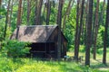 Old wooden house in a pine forest Royalty Free Stock Photo