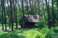 Old wooden house in a pine forest Royalty Free Stock Photo