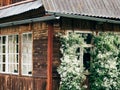 An old wooden house with a plant on the wall. A bindweed plant with white flowers Royalty Free Stock Photo