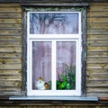 An old wooden house window, a cat sitting on the window sill, cacti and succulents grow in pots Royalty Free Stock Photo