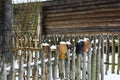 An old wooden hut, a log house with a thatched roof. Log house with a barn with a wooden wicker fence and clay pots. Royalty Free Stock Photo