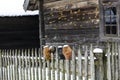 An old wooden hut, a log house with a thatched roof. Log house with a barn with a wooden wicker fence and clay pots. Royalty Free Stock Photo