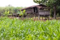 Old wooden hut near corn fields. Royalty Free Stock Photo