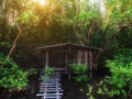 Old wooden hut over swamp among grove wood Royalty Free Stock Photo