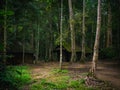 Old Wooden hut in rain forest in dramatic style. Royalty Free Stock Photo