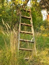 Old wooden ladder leaning against the apple tree