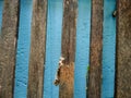 Old wooden lath on blue wall Royalty Free Stock Photo