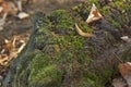 Old wooden moss stump in the forest on sunny day