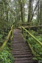 Old wooden nature trail bridge with green moss on racks and trees Royalty Free Stock Photo