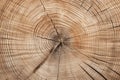 Old wooden oak tree cut surface. Generative AI Royalty Free Stock Photo