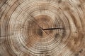 Old wooden oak tree cut surface. Generative AI Royalty Free Stock Photo