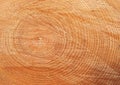 Old wooden oak tree cut surface. Detailed warm dark brown and orange tones of a felled tree trunk Royalty Free Stock Photo