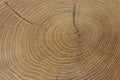 Old wooden oak tree cut surface. Close-up wood texture Royalty Free Stock Photo