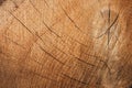 Old wooden oak tree cut surface. Detailed warm dark brown and orange tones of a felled tree trunk or stump Royalty Free Stock Photo