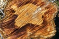 Old wooden oak tree cut surface. Detailed warm dark brown and orange tones of a felled tree trunk or stump. Rough Royalty Free Stock Photo