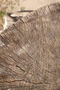 Old wooden oak tree cut surface Royalty Free Stock Photo
