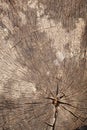 Old wooden oak tree cut surface Royalty Free Stock Photo