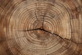 Old wooden oak tree surface. Rough organic texture of tree rings. Generative AI Royalty Free Stock Photo