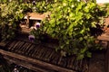 Old wooden piano on the street covered with flowers and flowerpots Royalty Free Stock Photo