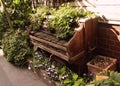 Old wooden piano on the street covered with ivy, violets and flowerpots Royalty Free Stock Photo