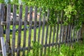 old wooden picket fence amidst the greenery on a summer day. Background, location for outdoor and countryside Royalty Free Stock Photo