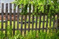 old wooden picket fence amidst the greenery on a summer day. Background, location for outdoor and countryside Royalty Free Stock Photo